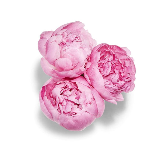 Floral, Peony 3 Stem