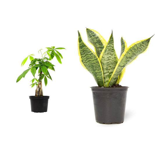Money Tree Plant Indoor House Plants, Chinese Money Plant Decor & Altman Plants, Live Snake Plant, Sansevieria trifasciata Superba, Fully Rooted Indoor House Plant in Pot