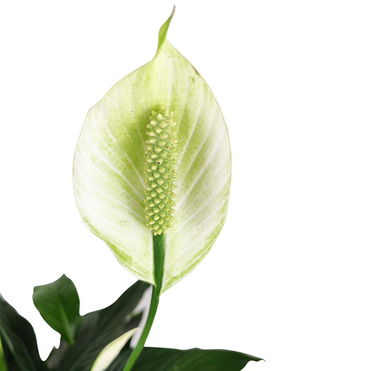 Spathiphyllum Green Peace Lily (4 inch) - Lucky Houseplants - 4/6 inch Unique Live Decorative Houseplants - Easy to Care Indoor Plants, Perfect for Office, Home & Feng Shui Decor