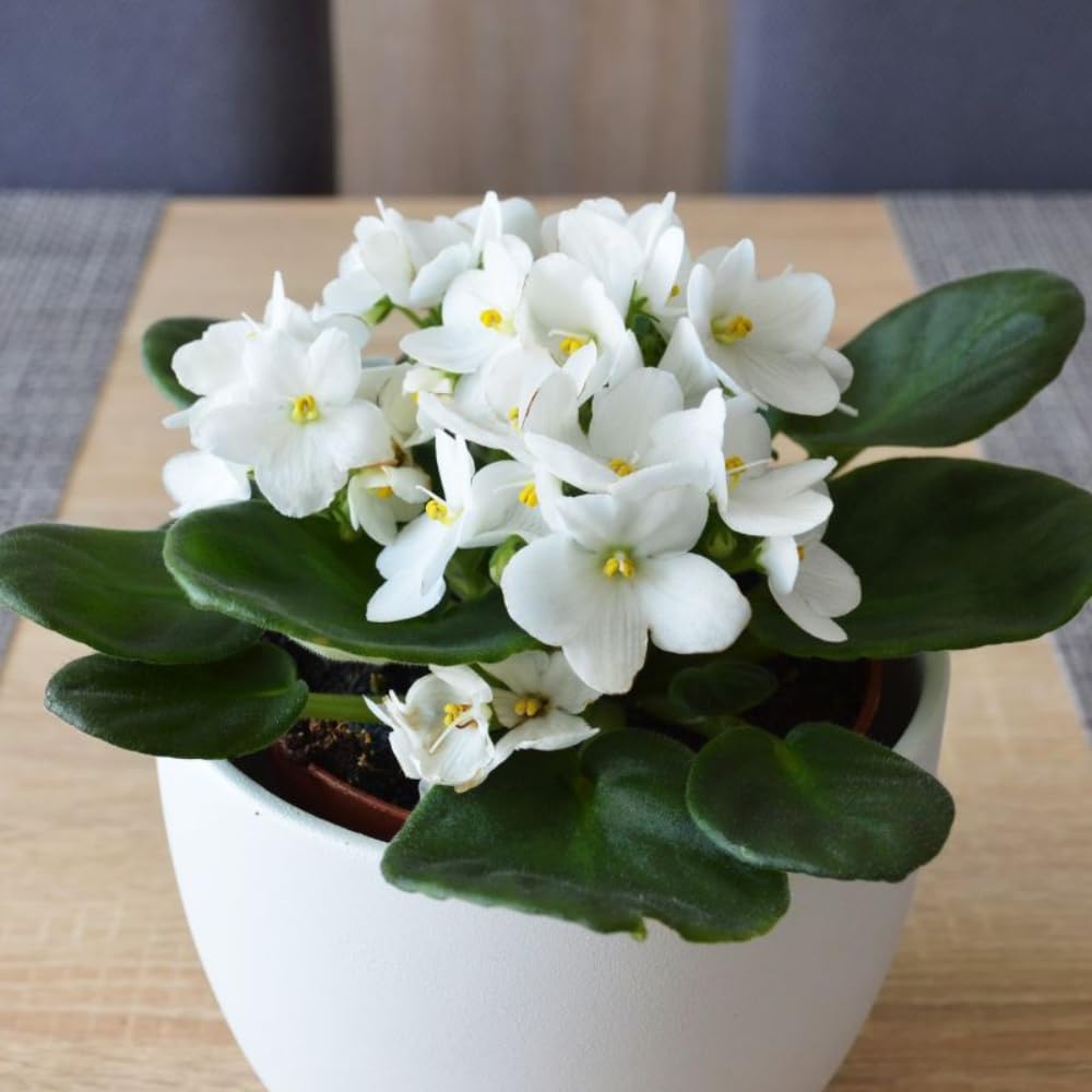 African Violet Live Plant Houseplant in 4" Pot, Blooming Indoor Plant for Home or Office with Vibrant Flowers (White African Violet)