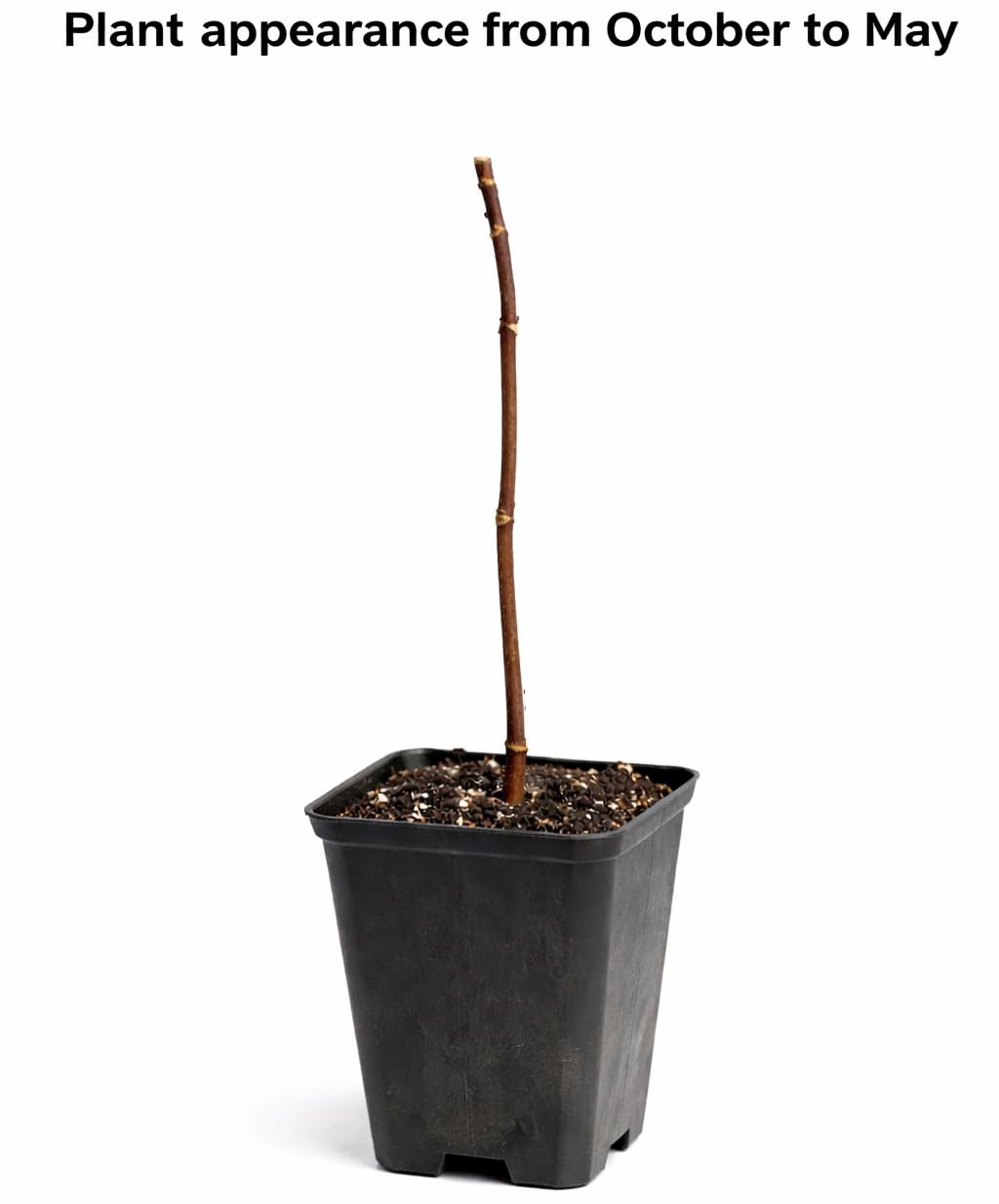 Northern Catalpa Tree - 6-12" Tall Live Plant - Quart Pot - Ornamental Flowering Shade Tree - Catalpa speciosa
