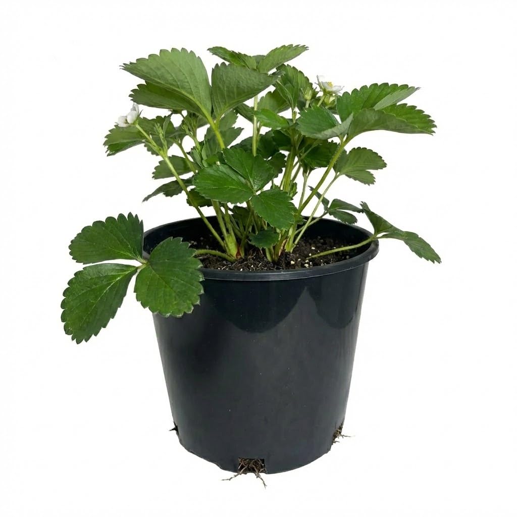 3 Gallon Nursery Pots - Professional Heavy Duty Injection Molded Plastic Plant Pots with Drainage Holes – 11 Inch Round Flower Pots for Shrubs, Perennials & Tropicals – Stackable (25)