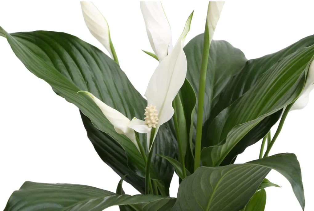 Live Peace Lily Plant (Spathiphyllum) – 18-inch Indoor Houseplant in 6-Inch Pot, Air Purifying, Low Maintenance, Easy-Care Plant for Home or Office Gift. California Delivery