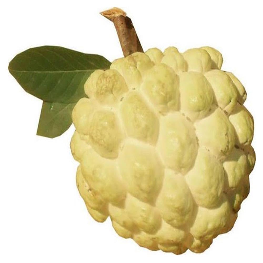2-3' Tall Yellow Sugar Apple Tree Live Plant, Tropical Annona Squamosa Custard Sugar Apple Fruit Plant, in 3 Gallon Pot, No Ship to CA