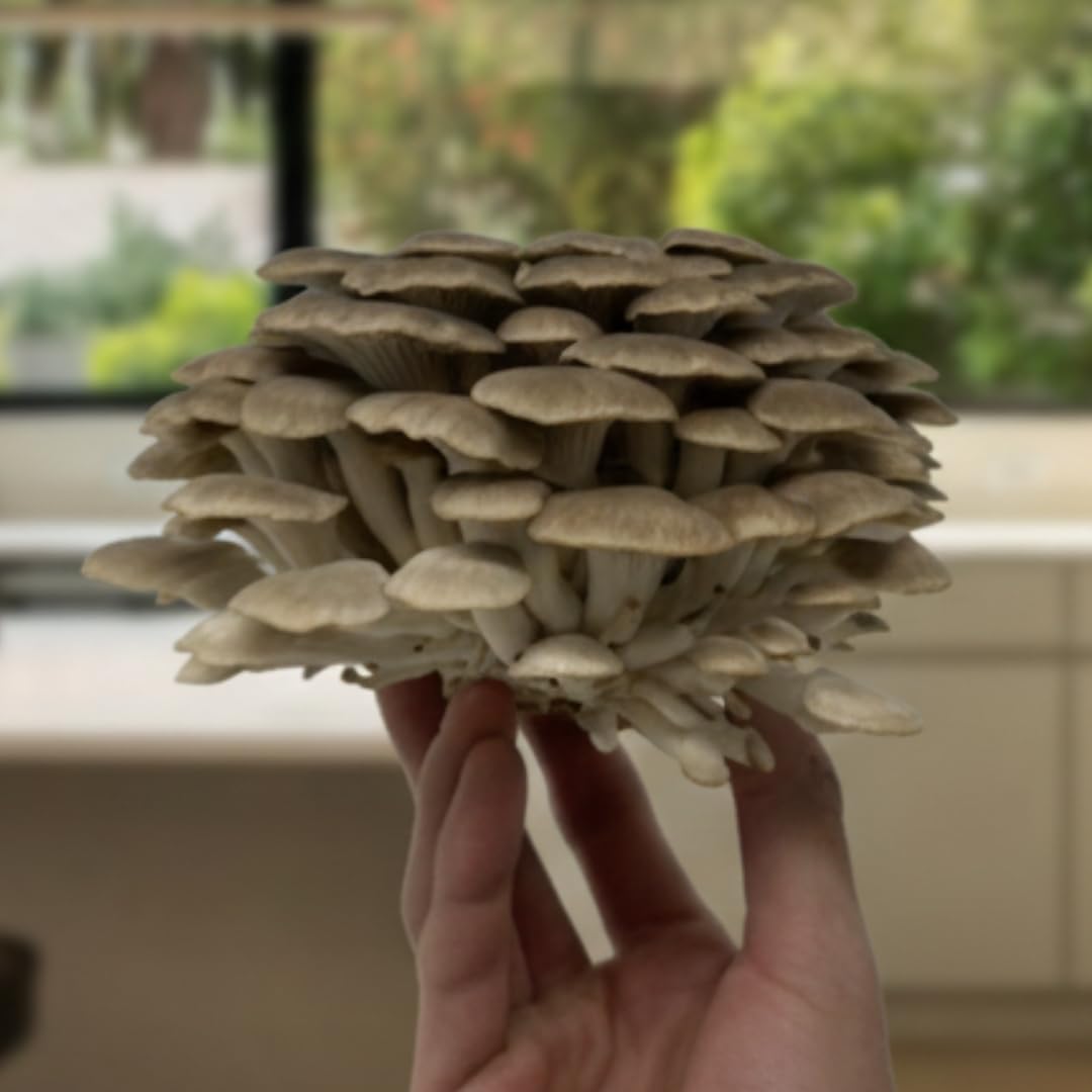 Forest Origins Brown Oyster Mushroom Grow Kit, Harvest Gourmet Mushrooms in 10 Days, Beginner Friendly, Handmade in California USA, Unique Gift
