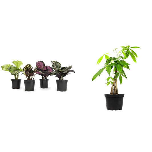 Calathea Prayer Plants Live House Plants Kit (4 PK), Calathea Plant Live Indoor Plant & Money Tree Plant Indoor House Plants, Chinese Money Plant Decor, Bonsai Tree Feng Shui Décor