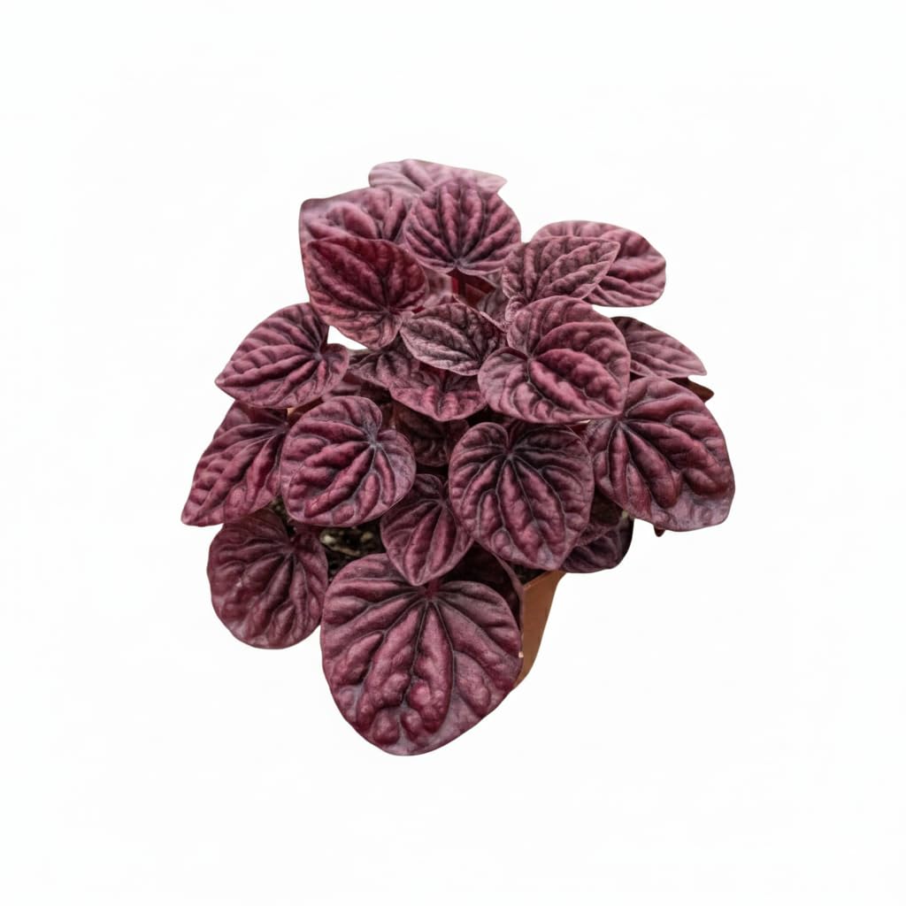Peperomia 'Ripple Red' (4 inch) - Lucky Houseplants - 4/6 inch Unique Live Decorative Houseplants - Easy to Care Indoor Plants, Perfect for Office, Home & Feng Shui Decor