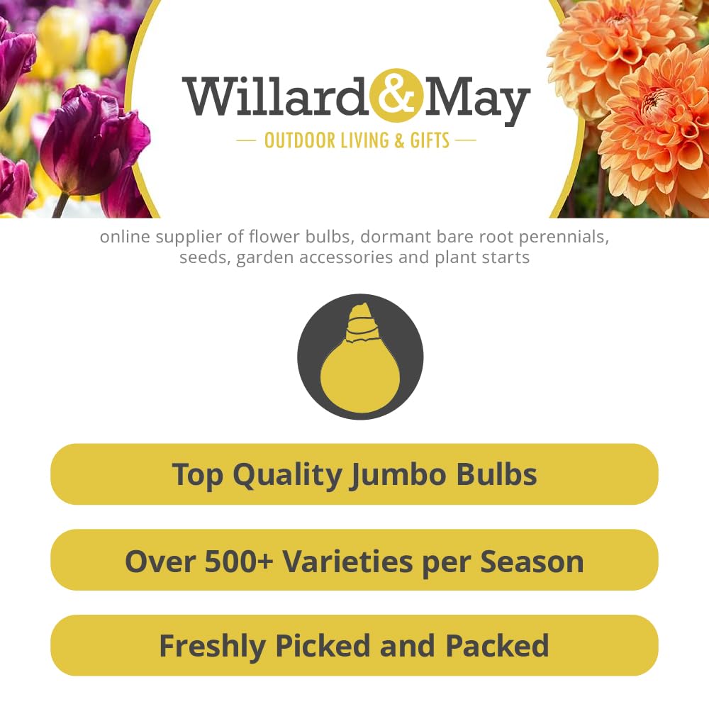 Complete Perennial Pollinator Flower Bulb Garden - 30 Bulbs for 50 Days of Continuous Blooms (Summer Color from July Through October) - Easy to Grow Summer Planting Bulbs by Willard & May