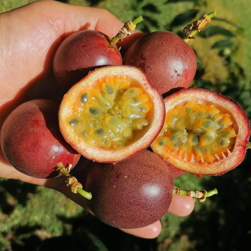 Red Passion Fruit Plant Live, Tropical Fruit Vine for Planting, 5-10" Tall, Sweet Edible Fruits, Passionfruit Seedling