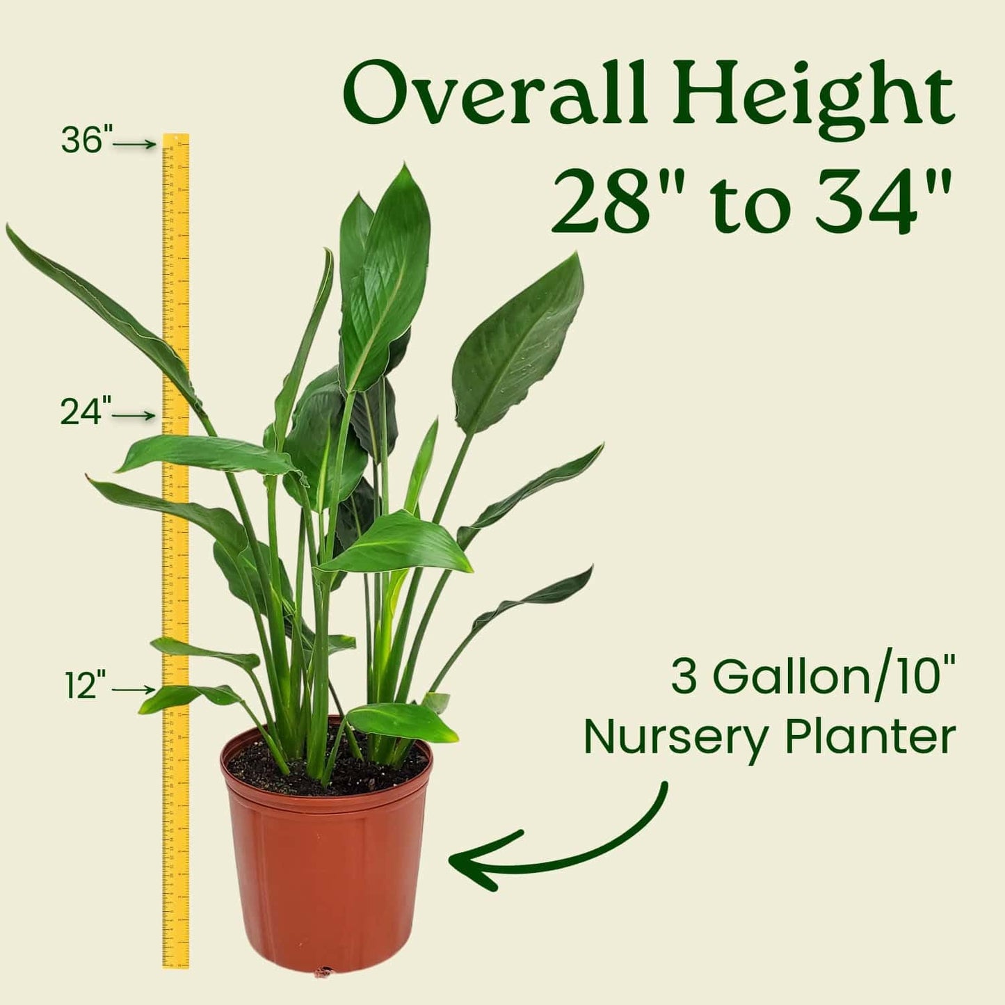 Tropical Plants of Florida Bird of Paradise Live Plant Orange Flower with Fertilizer and Soil - 3 Gallon 30 to 36 Inch Tall Indoor Outdoor Tropical Foliage Plant