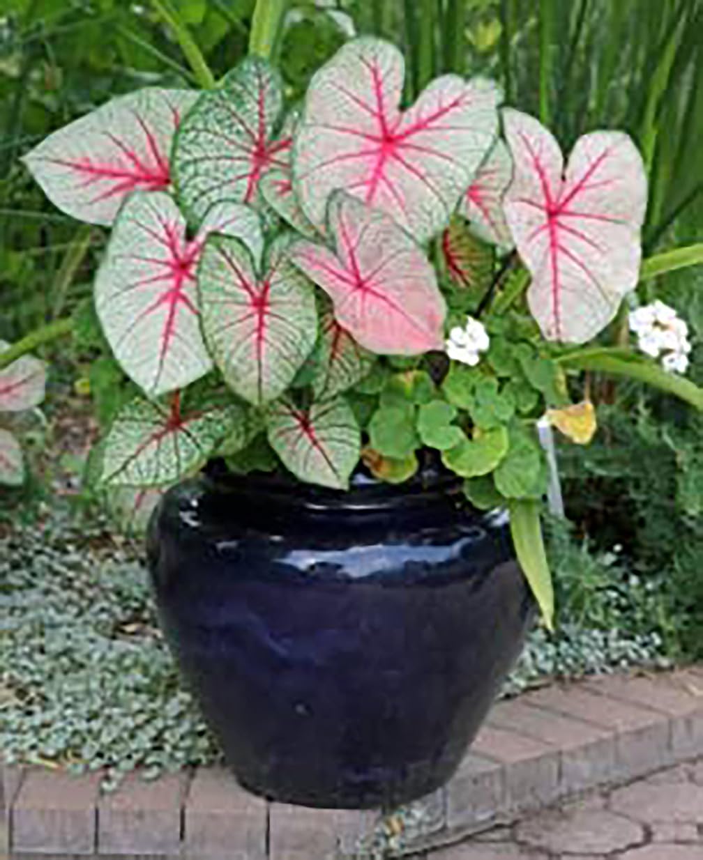 Dwarf Candidum Jr. Caladium Bulbs - White Caladium - Top Size Roots - Hardy in Zones 9-11 - Compact Caladium for Gardens and Pots - Elegant White Foliage