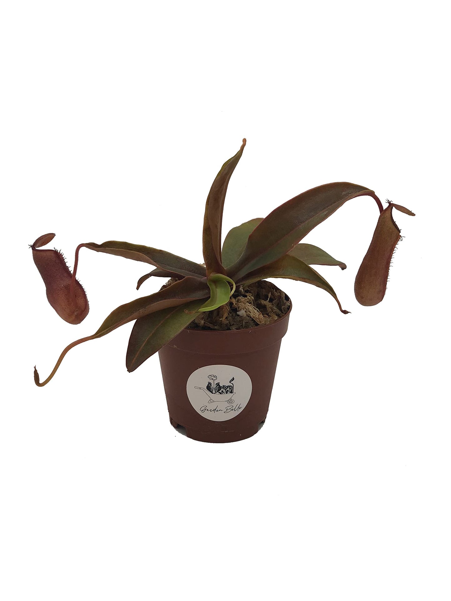 Set of 3 Nepenthes Carnivorous Pitcher Plants in 2” Pot (Briggsiana, Rebecca Soper, and Ventricosa X Ampullaria 'Black Miracle')