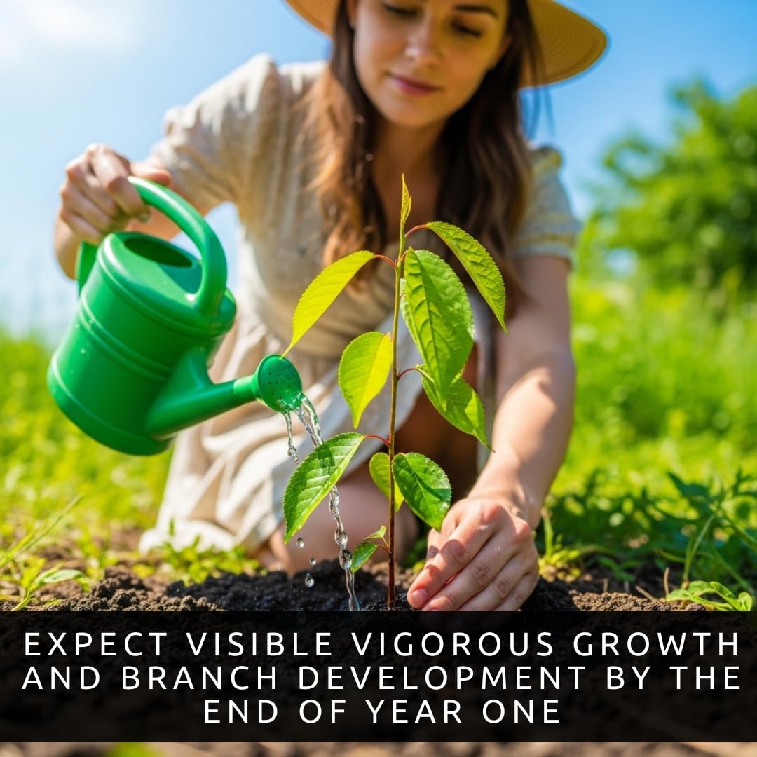 Sweet American Plum Tree Seedling for Planting – Well-Rooted 1-Year-Old Tree, Easy-to-Grow Backyard Fruit Tree for Fresh Plums, Home Orchard, and Culinary Use