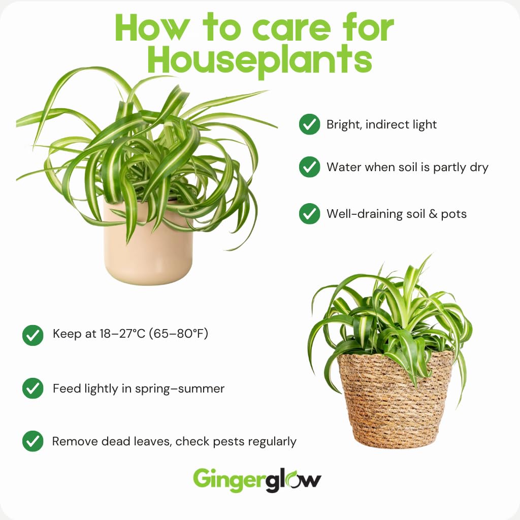 Hanging Curly Spider Plant Live in 4 Inch Pot | Bonnie Spider Plant | Air-Purifying | Low Maintenance | Perfect for Home and Office Decor | Easy Care Starter Plants