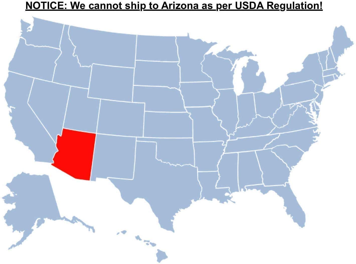 Brighter Blooms - Annabelle Hydrangea Shrub, 1 Quart - No Shipping to AK, AZ, HI
