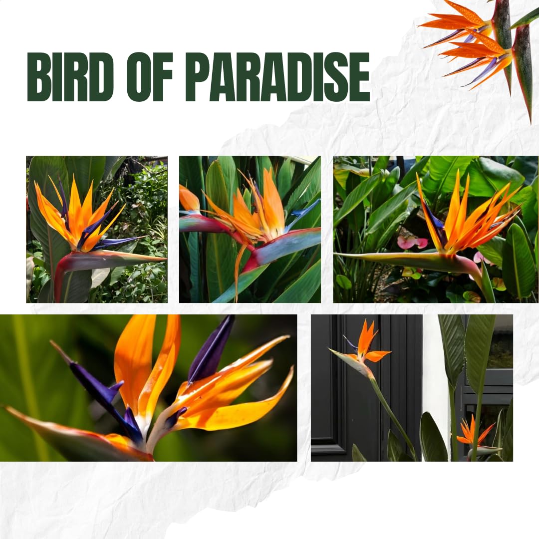 Orange Bird of Paradise Plants Live, Strelitzia Reginae Well-Rooted Bush, 5-9" Tall, No Pot, Tropical Perennial Blooming, Houseplant Indoor Outdoor Planting