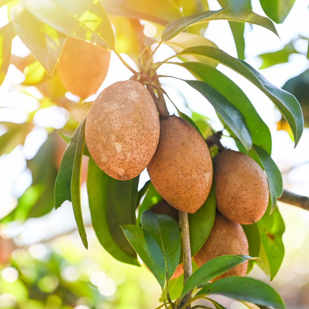 Sapodilla Tree Live Plant to Grow Outdoor 2 to 3 Feet, in 3 Gallon Pot, Sapodilla Plant Live, Cannot Ship to CA
