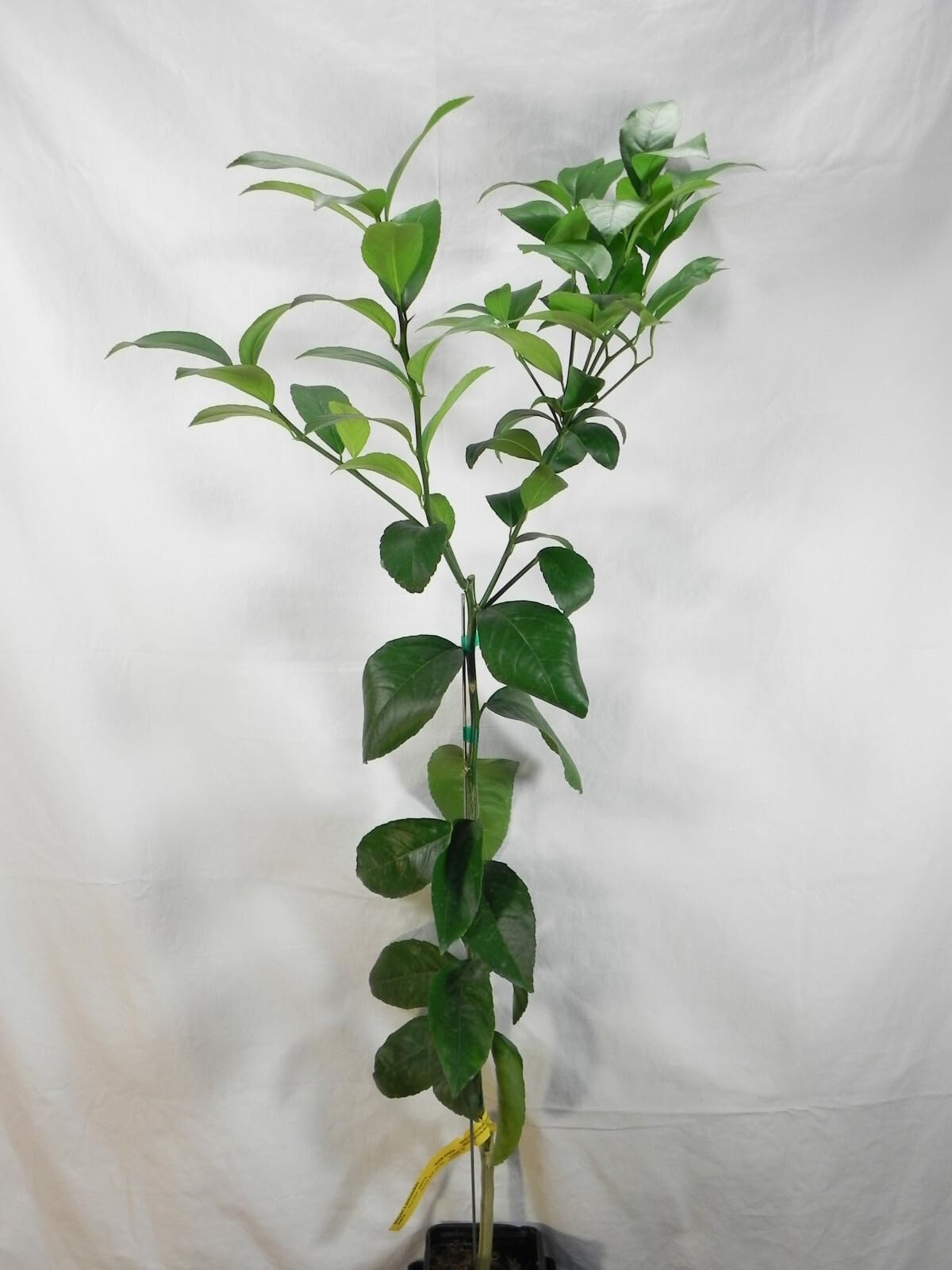Live Plant - Eureka Lemon Tree - Semi-Dwarf - 24-36" Tall Live Citrus Plant - Potted, Grafted