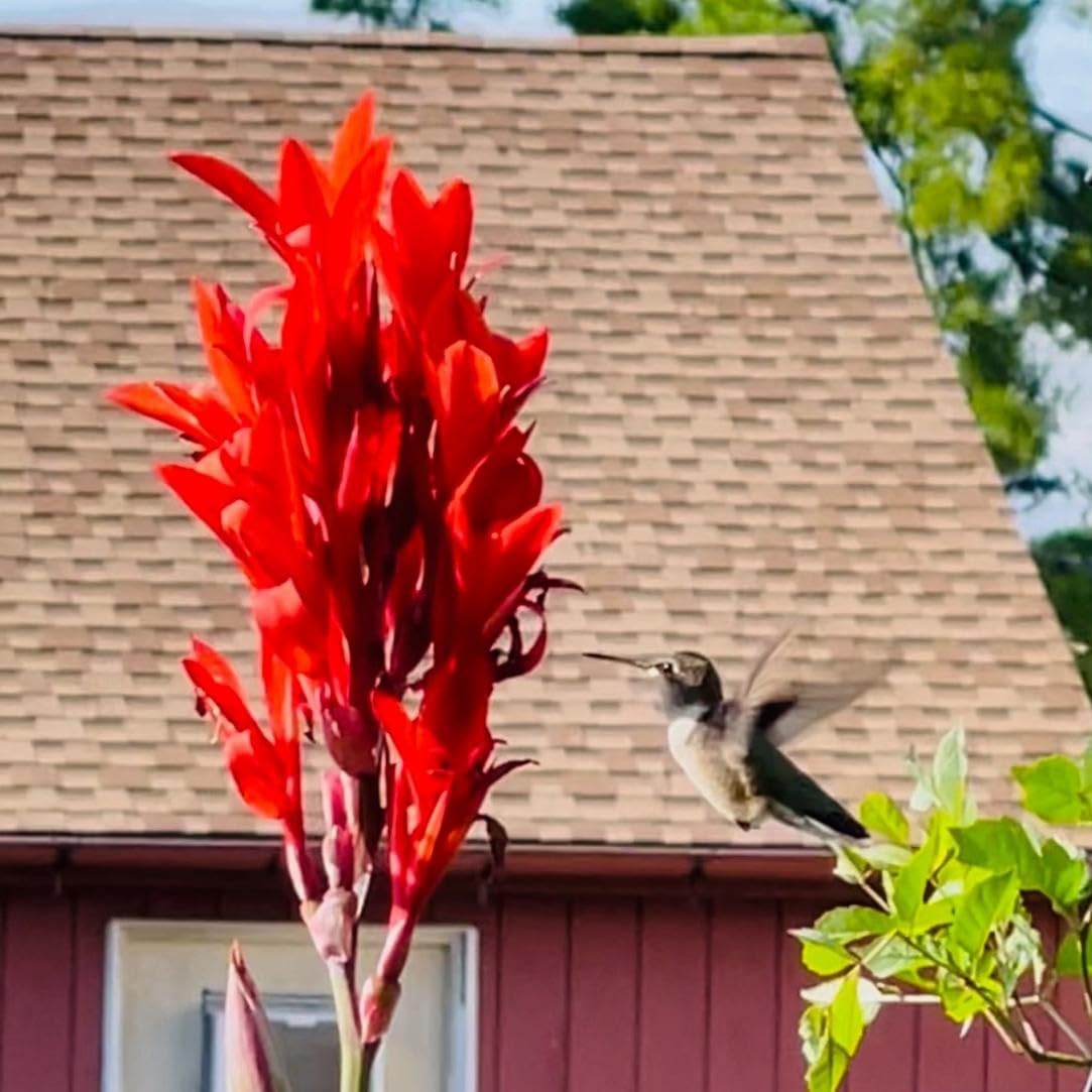 Robert Kemp Canna Lily Bulb – Scarlet Red Blooms, Heritage Giant Variety, Hummingbird Garden, Zones 3–9, 6–8 Ft Tall, Summer Flowering Rhizome, 1 Bulb