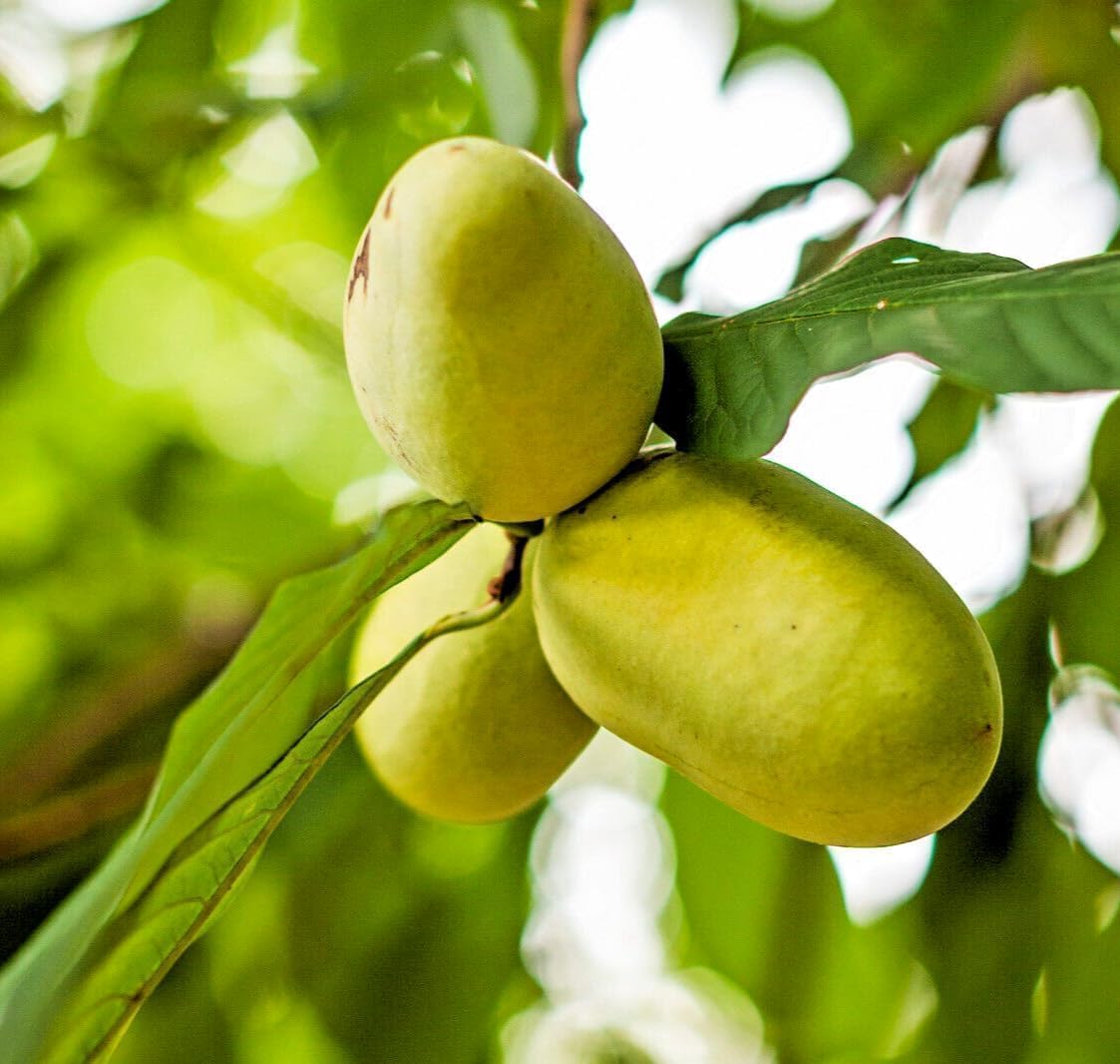 Paw Paw Tree - 6-12" Tall Indian Banana Live Plant - Quart Pot - Pawpaw Fruit Seedling - Asimina triloba