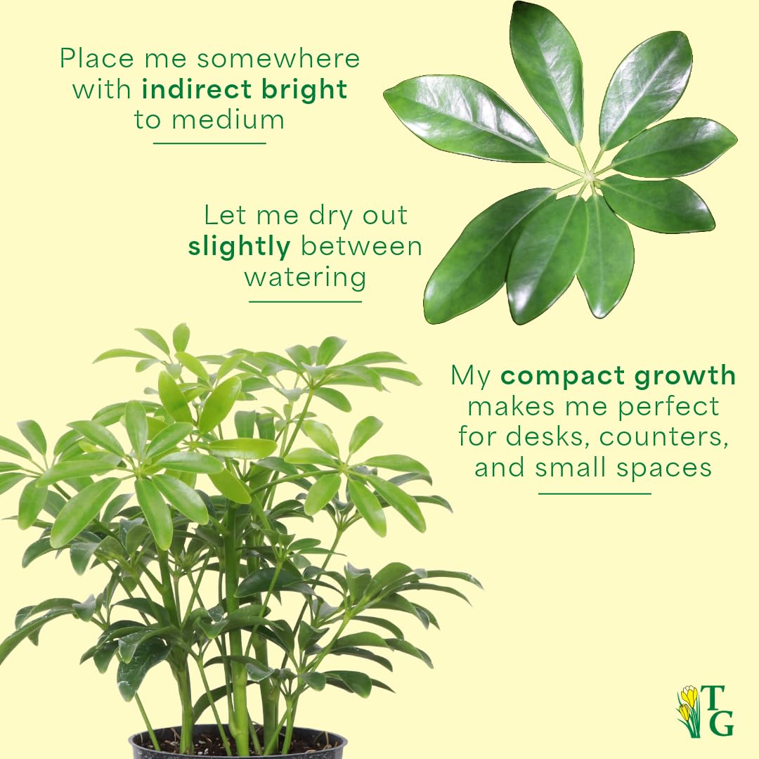 Thorsen's Greenhouse Live Arboricola Umbrella Tree Plant, Schefflera Arboricola, Natural Air Purifier, Easy to Grow, Live Indoor Houseplant, 4-inch Diameter (Lavender)