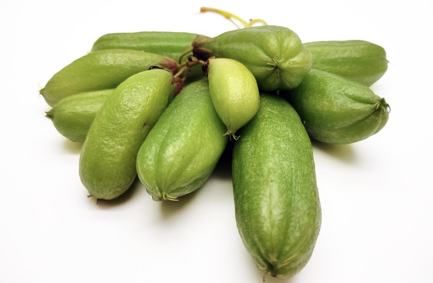 Averrhoa Bilimbi (Cucumber Tree) Bilimbi Tropical Live Fruit Tree(10inch-1ft)