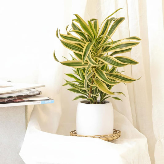 Dracaena Song of India - 4/6 inch Colorful Houseplants - Easy to Care Indoor Plants - Plant for Living Room, Office, Desk & Bathroom - Low Maintenance for Home Decor (6")