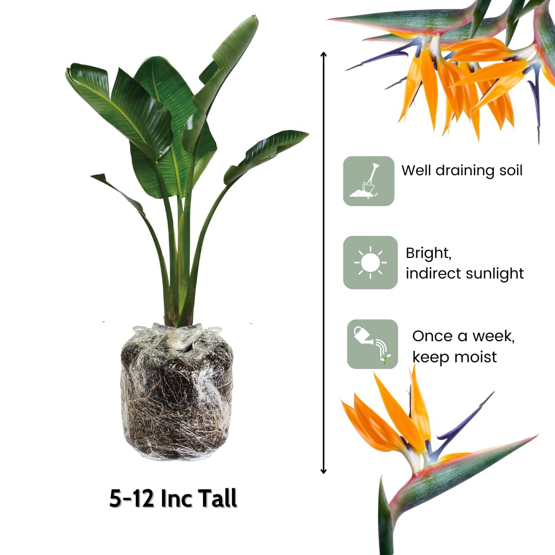 Set 2 Yellow Bird of Paradise Plants Live, Strelitzia Reginae Well-Rooted Bush, 5-9" Tall, No Pot, Tropical Perennial Blooming, Houseplant Indoor Outdoor Planting