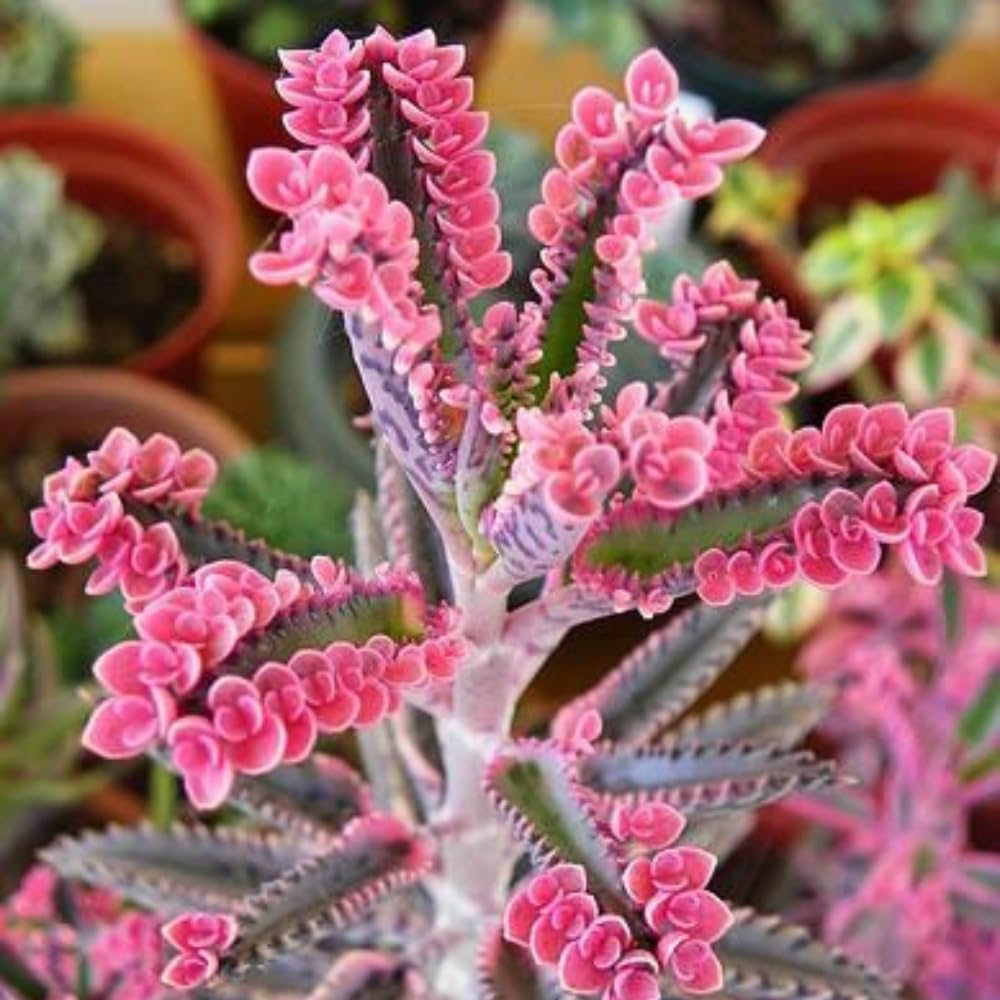 Kalanchoe Pink Butterfly Plant Live, Pink Kalanchoe Plant Live in 2 Inches Pot, Variegated Mother of Thousands Succulent Houseplant