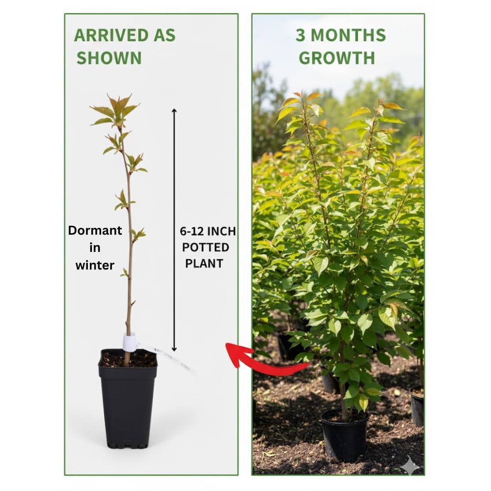 Cherry Blossom Tree, Live Ornamental Tree 6-12" Tall in Pot, Beautiful Spring Blooms for Outdoor Planting (Light Pink Cherry Blossom)
