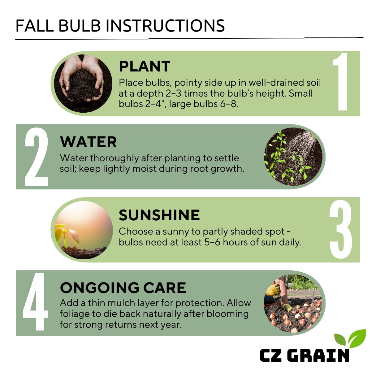 Complete Spring and Fall Flower Garden | 50 Fresh Bulbs | Bloom All Spring and Summer, Easy to Grow Flower Bulb, Indoor/Outdoor