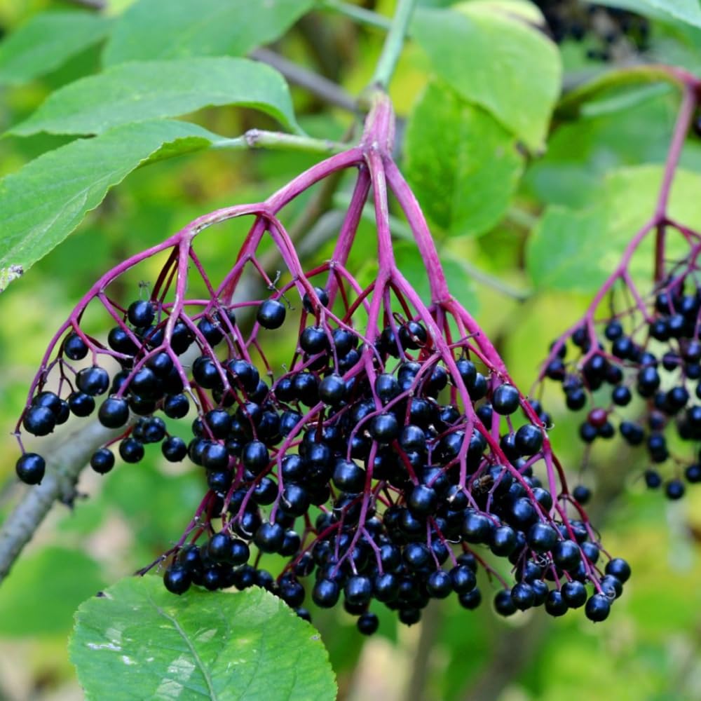 Pack 2 Elderberry Plants Live for Planting, Elderberry Bush Live Plants, 6-12 Inch Tall