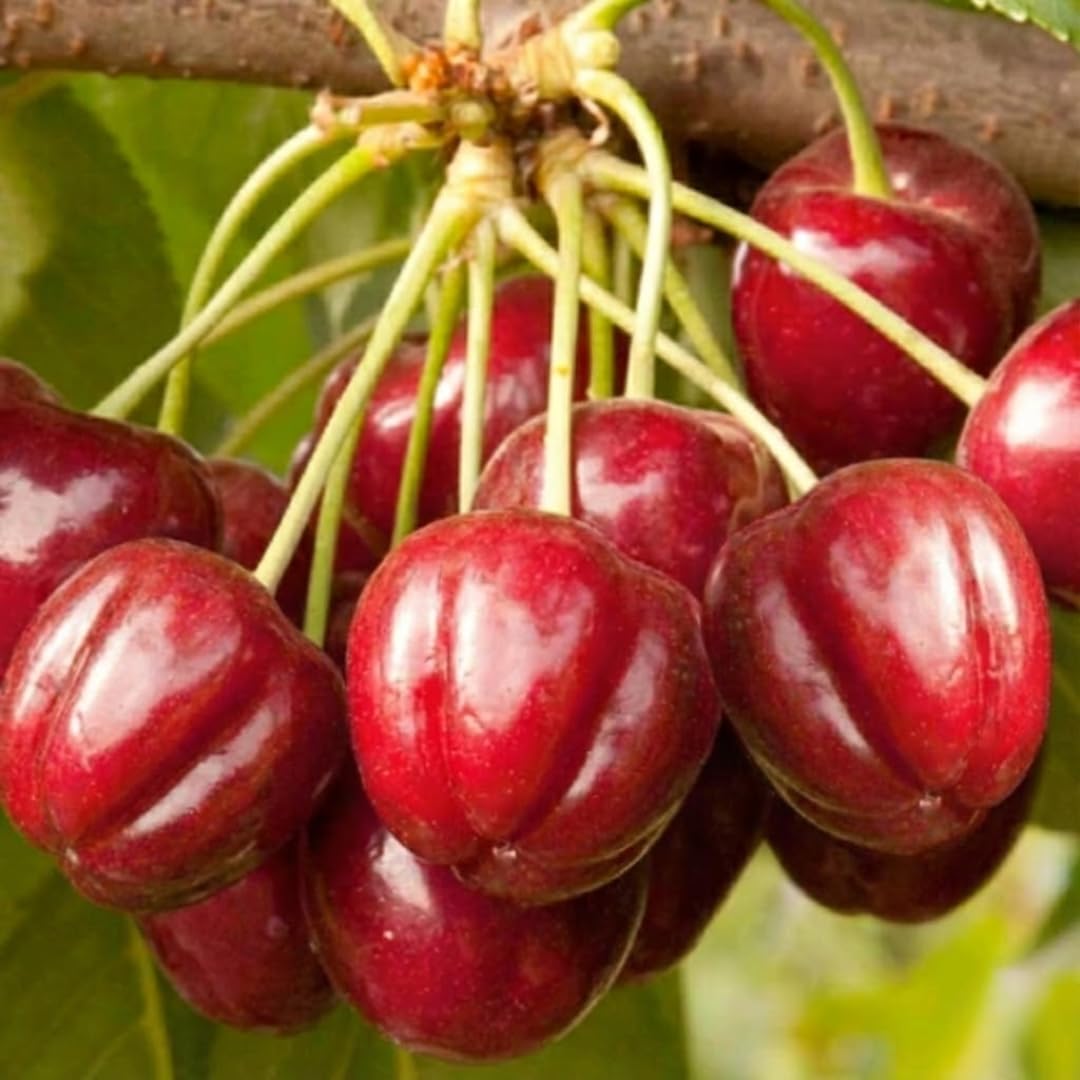 Combo 3 Barbados Cherry Trees Live Plants, Fast-Growing for Spring Planting, Starter 4-7" Tall Edible Red Cherry Tree for Outdoor