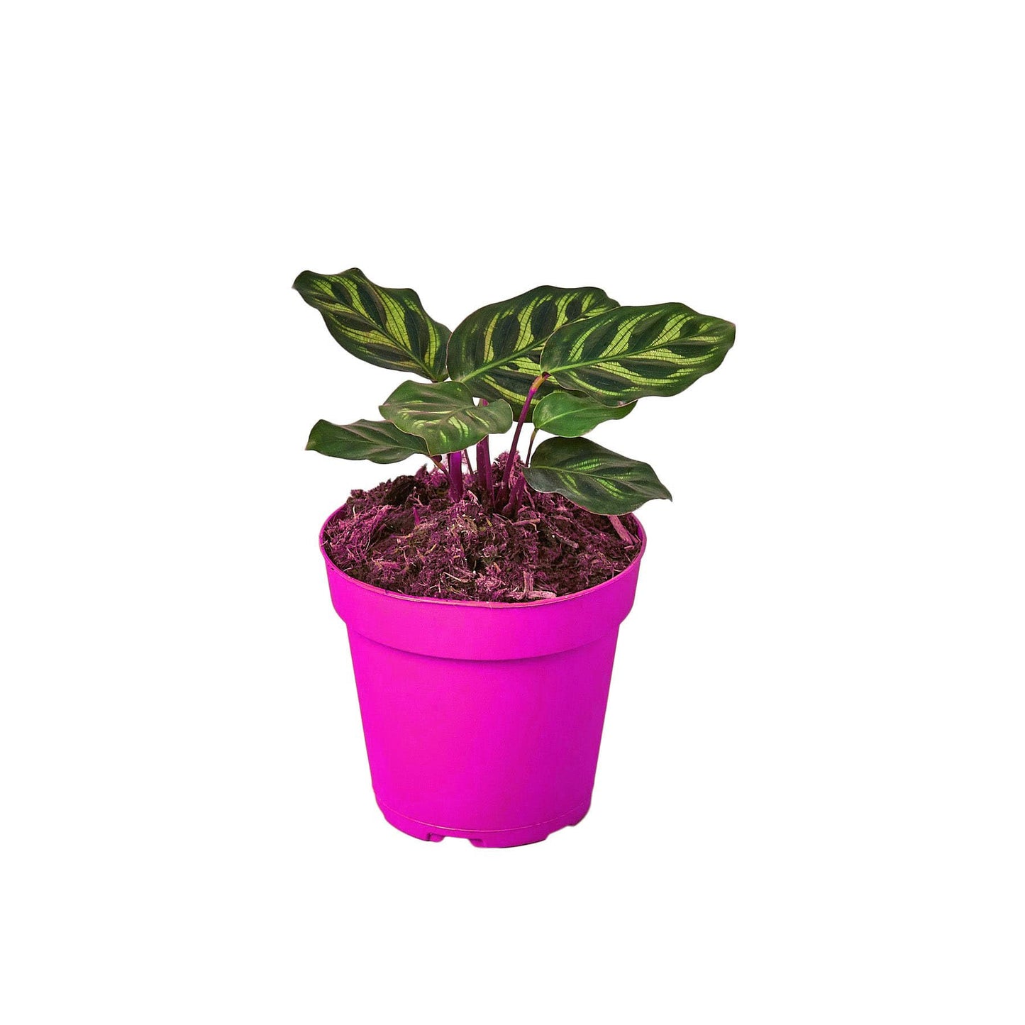 5 Pack Calathea 'Makoyana' in 4in Pot - Live Tropical Houseplant - Easy to Grow | Air Purifying | Pet Friendly | Variegated | USA Growers | The Snobby Leaf
