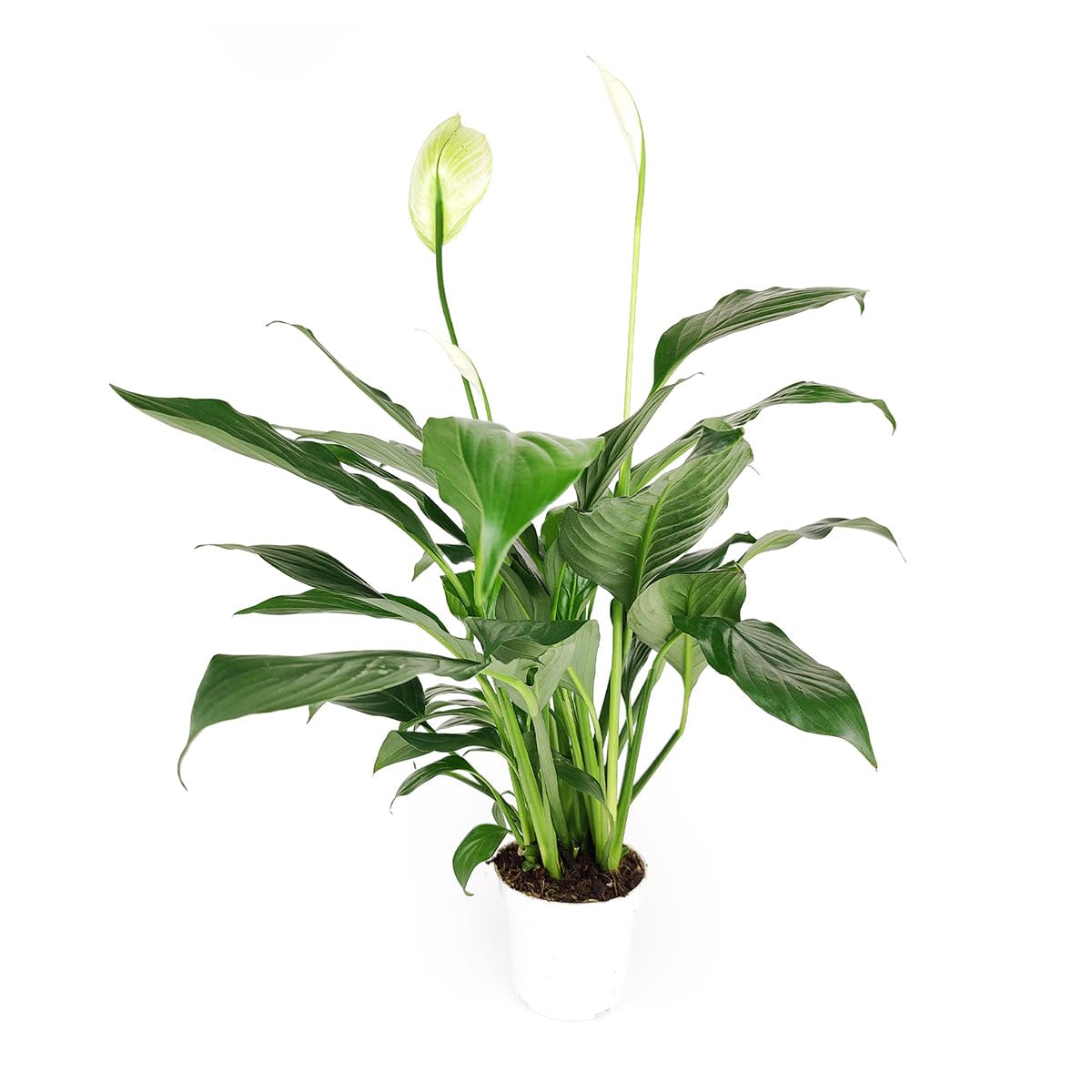 Spathiphyllum Green Peace Lily (4 inch) - Lucky Houseplants - 4/6 inch Unique Live Decorative Houseplants - Easy to Care Indoor Plants, Perfect for Office, Home & Feng Shui Decor