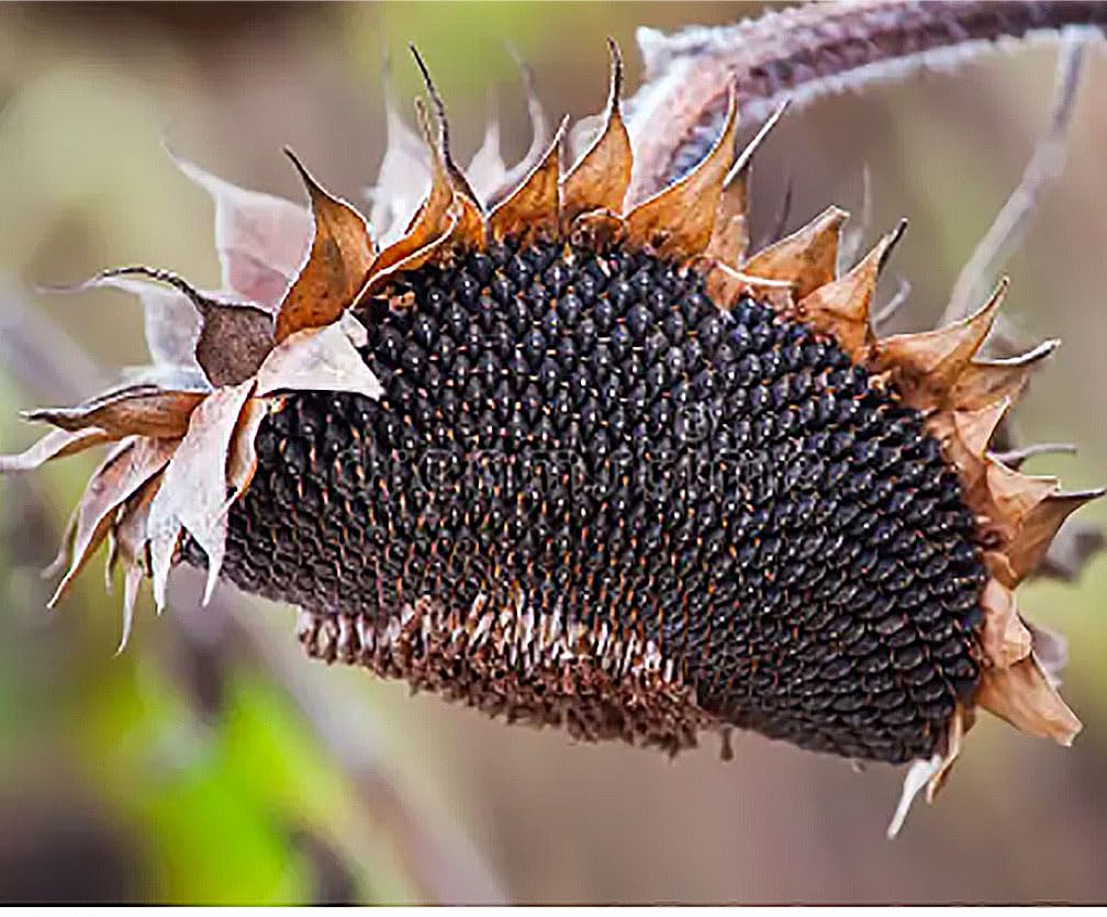 Double Sun Sunflower Seeds - Plants Grow up to 6 Feet