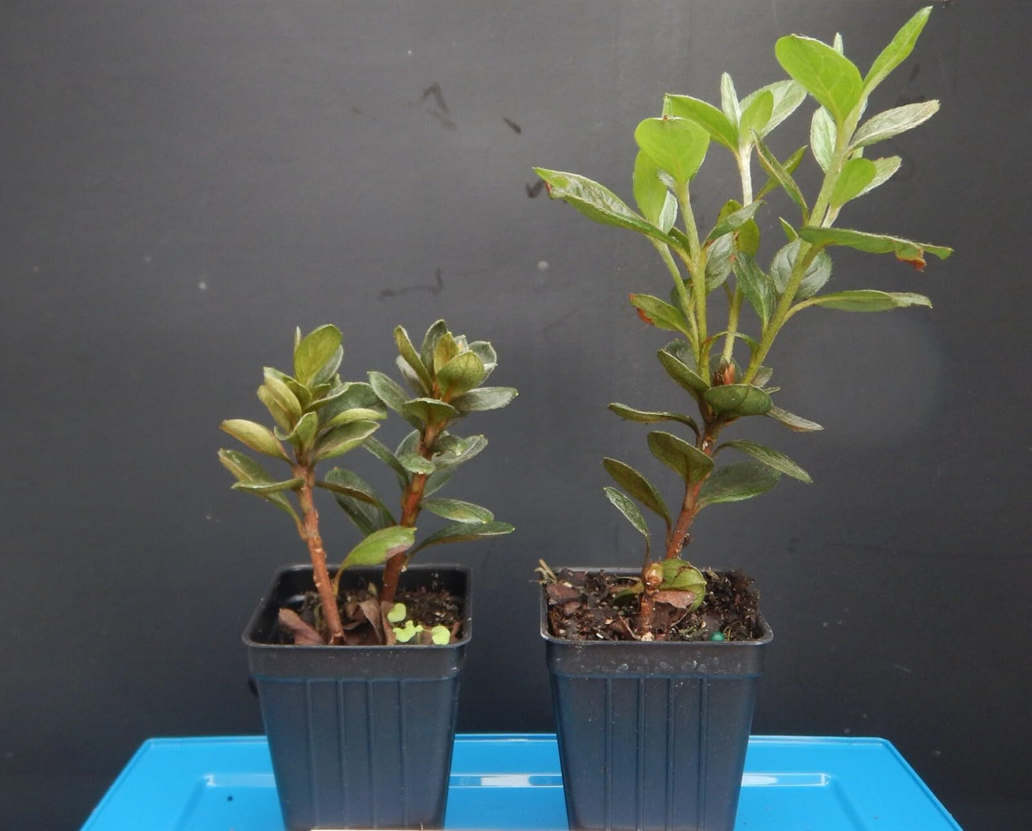 Live Plant - Encore Autumn KISSAzalea Deciduous Well Rooted Starter Plant