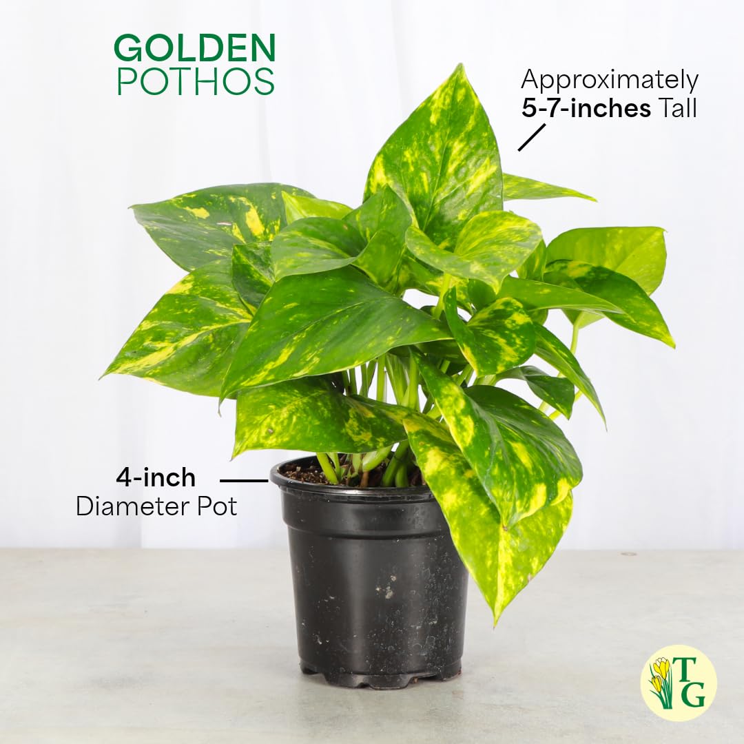 Thorsen's Greenhouse Golden Pothos, Live Indoor Vining Plant, Easy to Grow, Variegated Houseplant, Natural Air Purifier (Gold, 4-inch Pot)