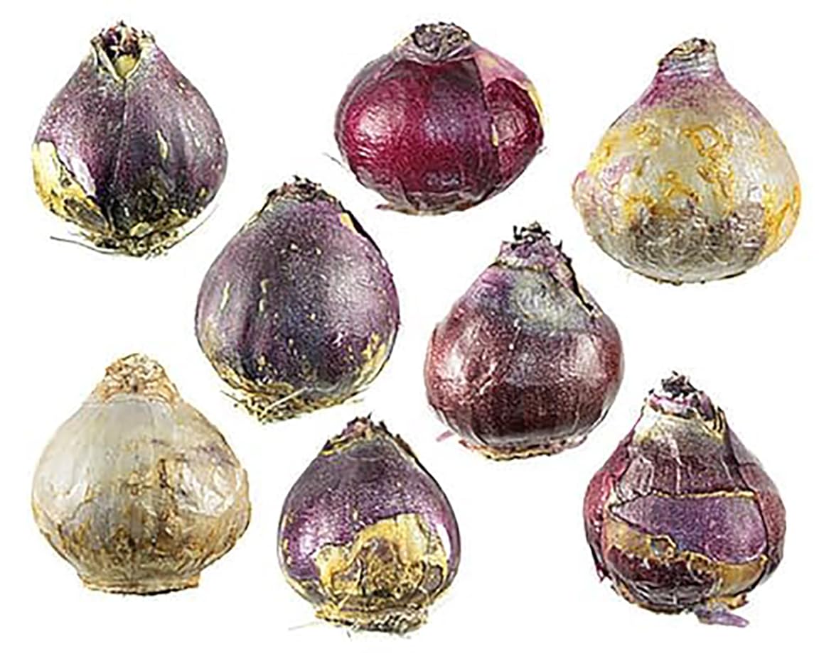 10 Large Mixed Hyacinth Bulbs - 16-17 cm, Includes Purple, Blue, White, Pink, Yellow, Orange, Peach & 10 Varieties for a Stunning Spring Garden