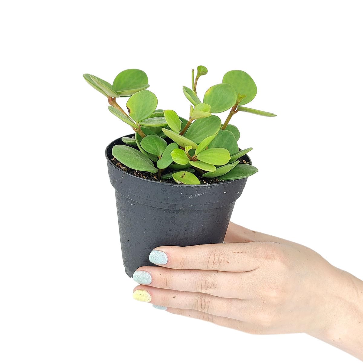 Peperomia 'Hope' (4 inch) - Lucky Houseplants - 4/6 inch Unique Live Decorative Houseplants - Easy to Care Indoor Plants, Perfect for Office, Home & Feng Shui Decor