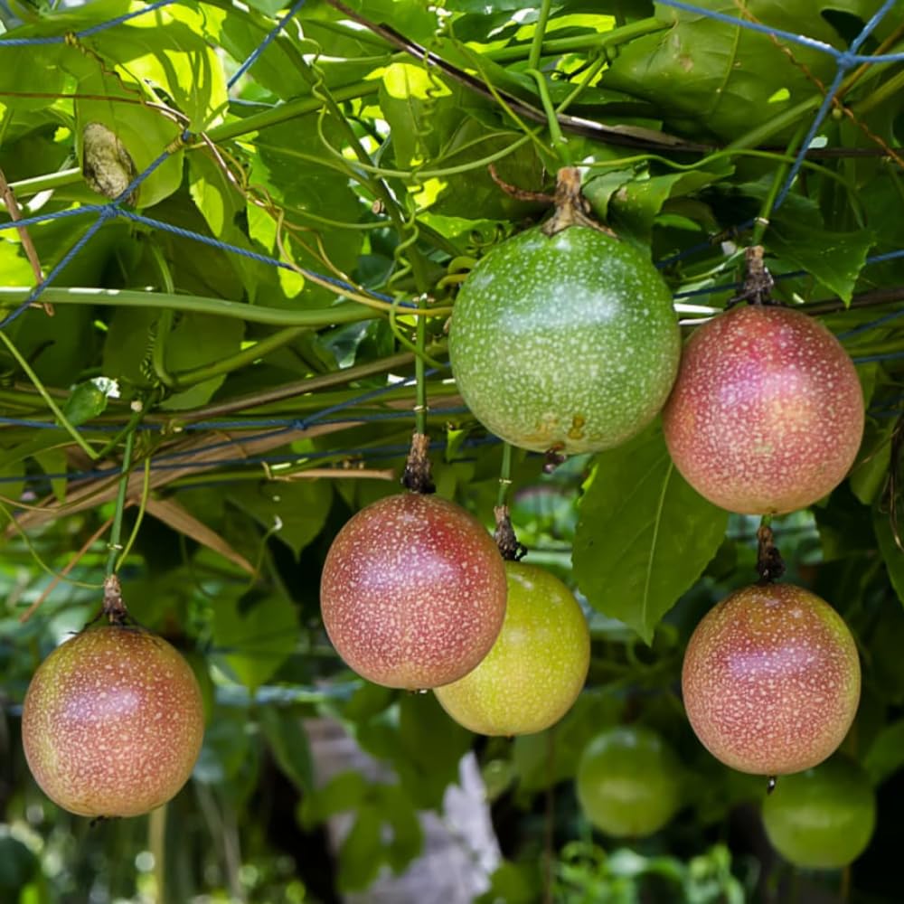 Passion Fruit Plant Live 4-7 Inch, Passionfruit Vine for Outdoor Garden, Tropical Climbing Vine for Trellis, Fence or Backyard Growing (Purple Passionfruit)