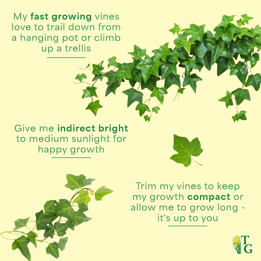 Thorsen's Greenhouse Live Green English Ivy Plant, Hedera Helix, Natural Air Purifier, Easy to Grow, Live Indoor Houseplant, (Nursery Pot - 6" Pot)