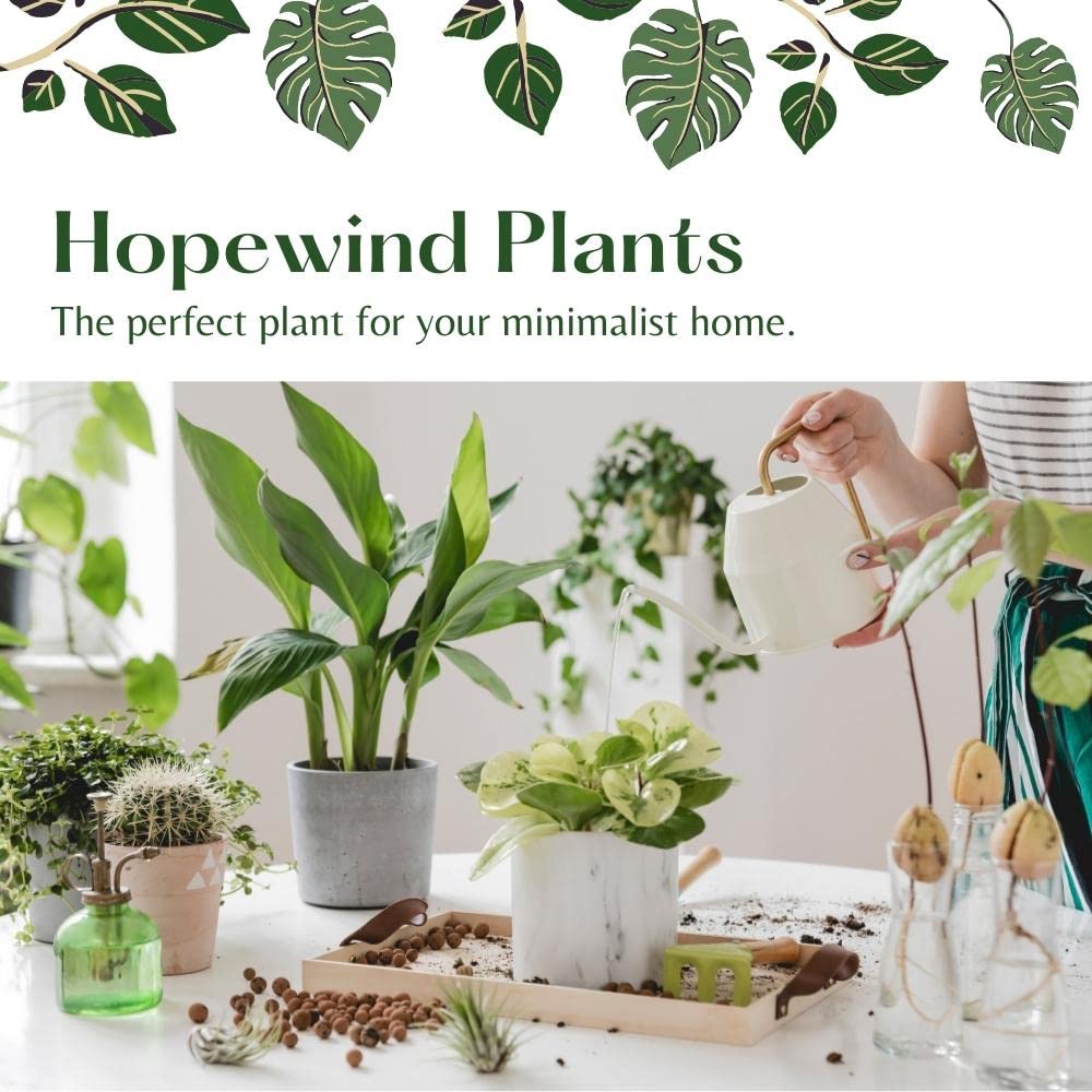 Hopewind Plants Shop, Red Prayer Plant, Red Maranta, Gorgeous Live Indoor Plant, Easy to Care and Rare Variety 4 inch Pot