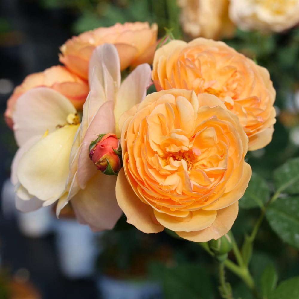 Rose Plant Live in Pot for Planting, Fragrant Roses Flowers, Summer Blooming Ornamental Garden Shrub (Apricot Rose)