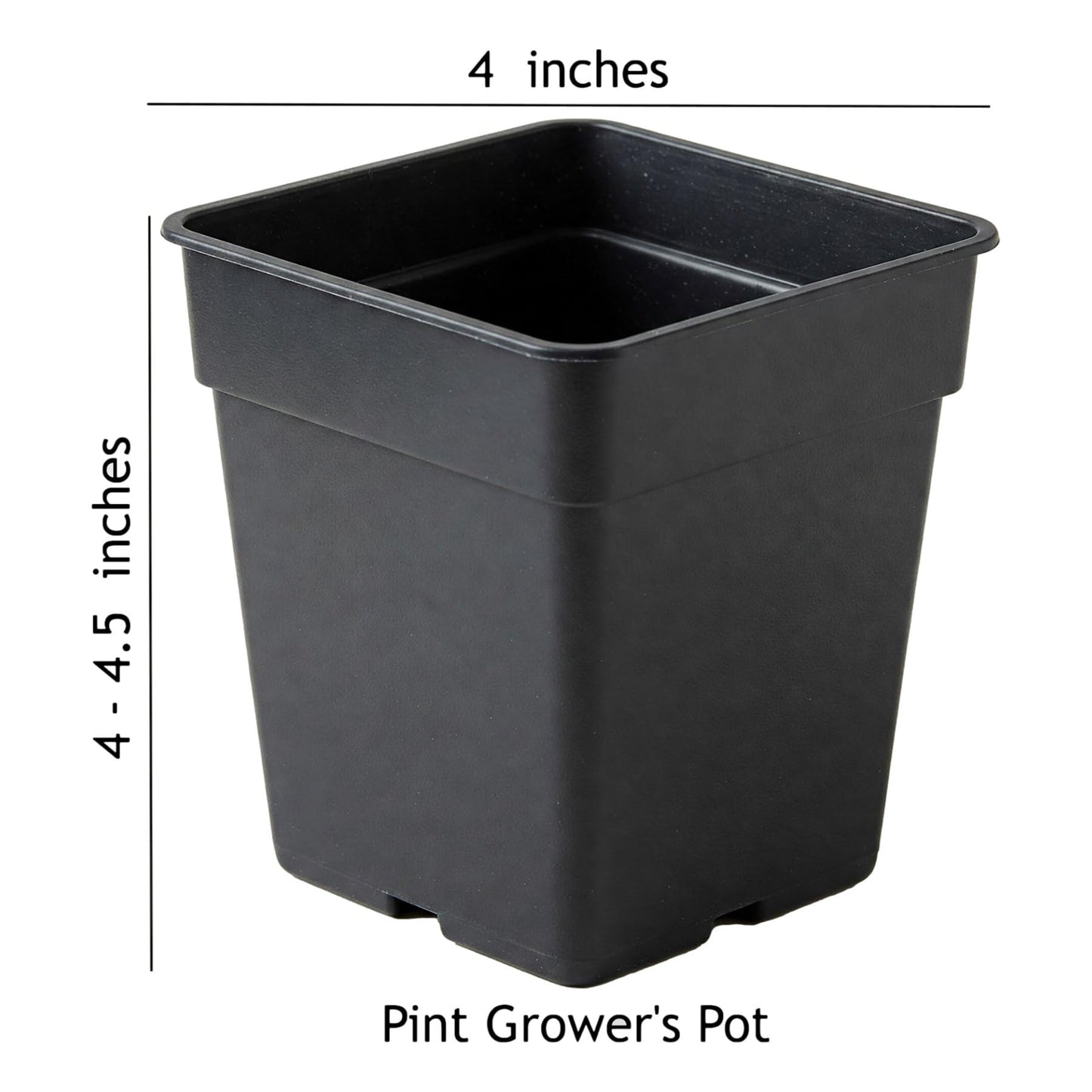 Easy to Grow Alstroemeria Noble - 2 Potted Plants in Quart Grower Pots, Dark Purple Flowers Spring Partial Shade Sun