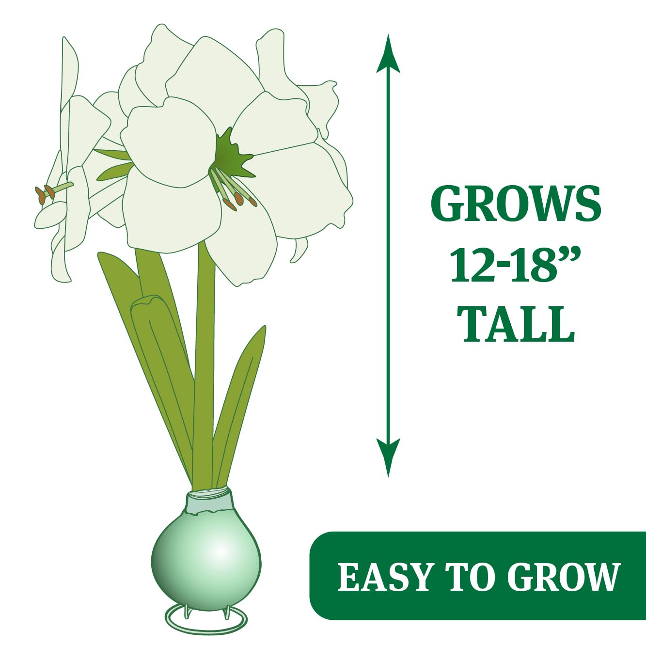 Hugs and Kisses Waxed Amaryllis Flower Bulb with Stand, No Water Needed