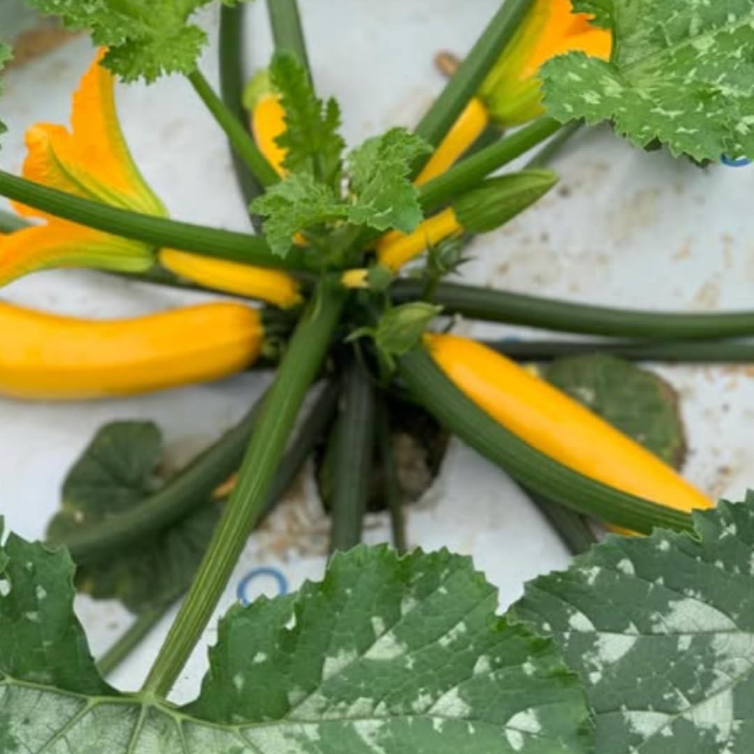 4 Squash Plants Live, 4 Inc Potted, Vegetable Plant 4-7 Inc Tall, Zucchini Plants Live for Planting Outside Inside