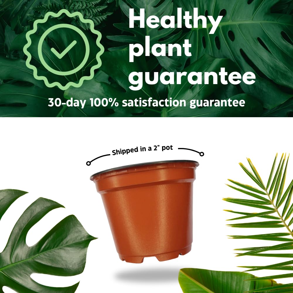BubbleBlooms Black Dragon Snakeplant in a 2 inch Pot All Green Snake Plant