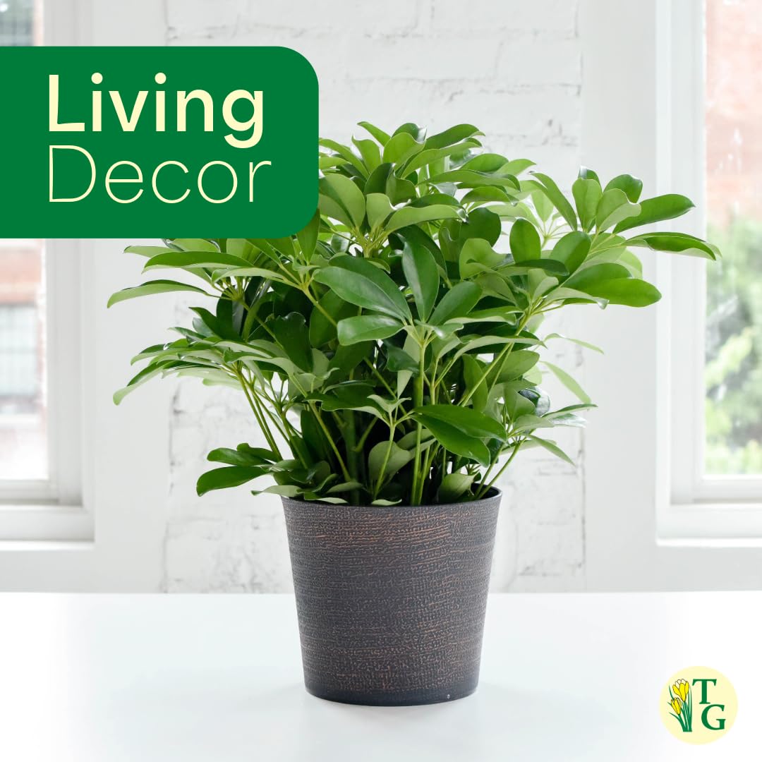 Thorsen's Greenhouse Live Arboricola Umbrella Tree Plant, Schefflera Arboricola, Natural Air Purifier, Easy to Grow, Live Indoor Houseplant, 4-inch Diameter (Sage)