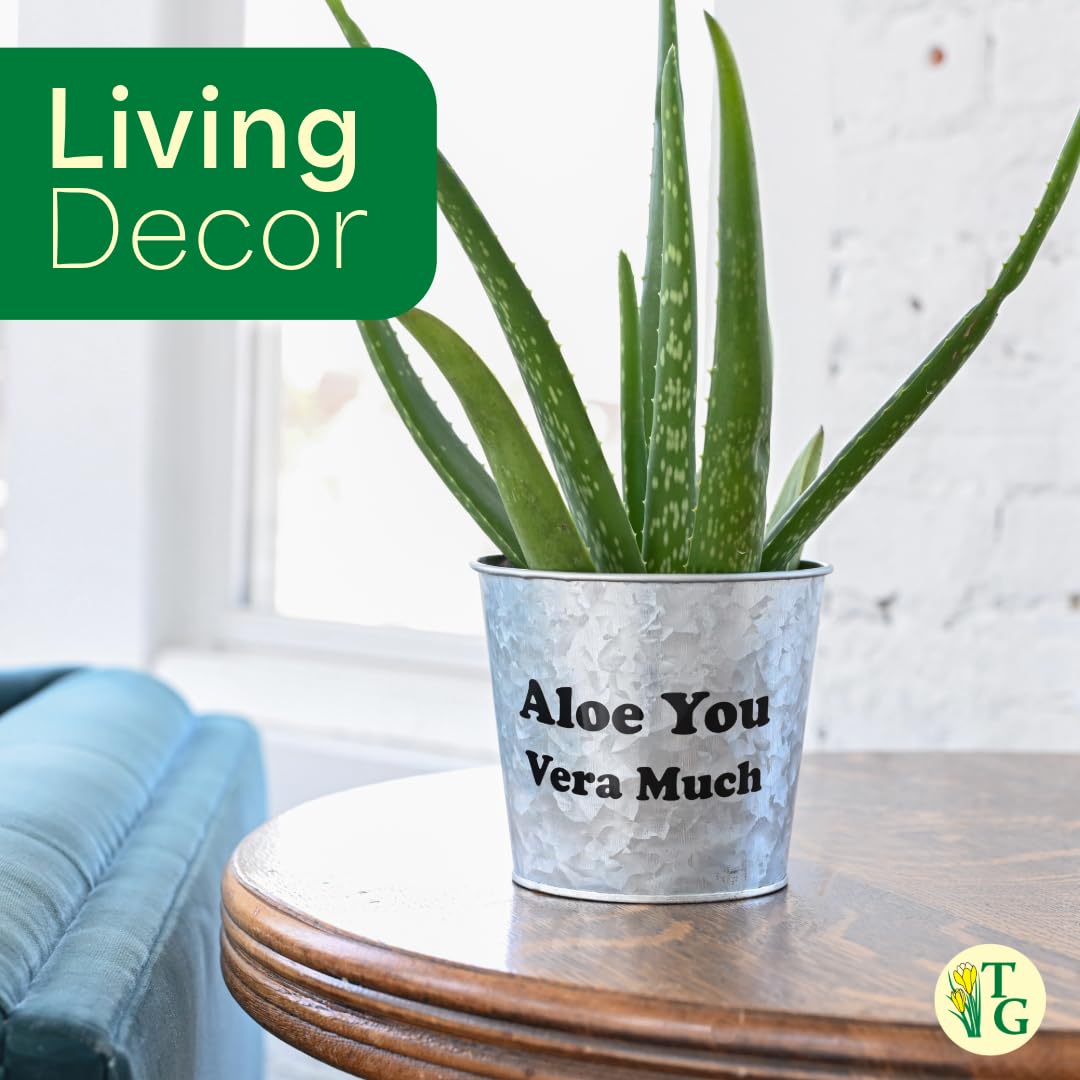 Thorsen's Greenhouse Aloe Vera, Live Indoor Plant, Aloe barbadensis, Easy to Grow, Succulent, Natural Air Purifier, 6" Diameter Pot (Nursery Pot)